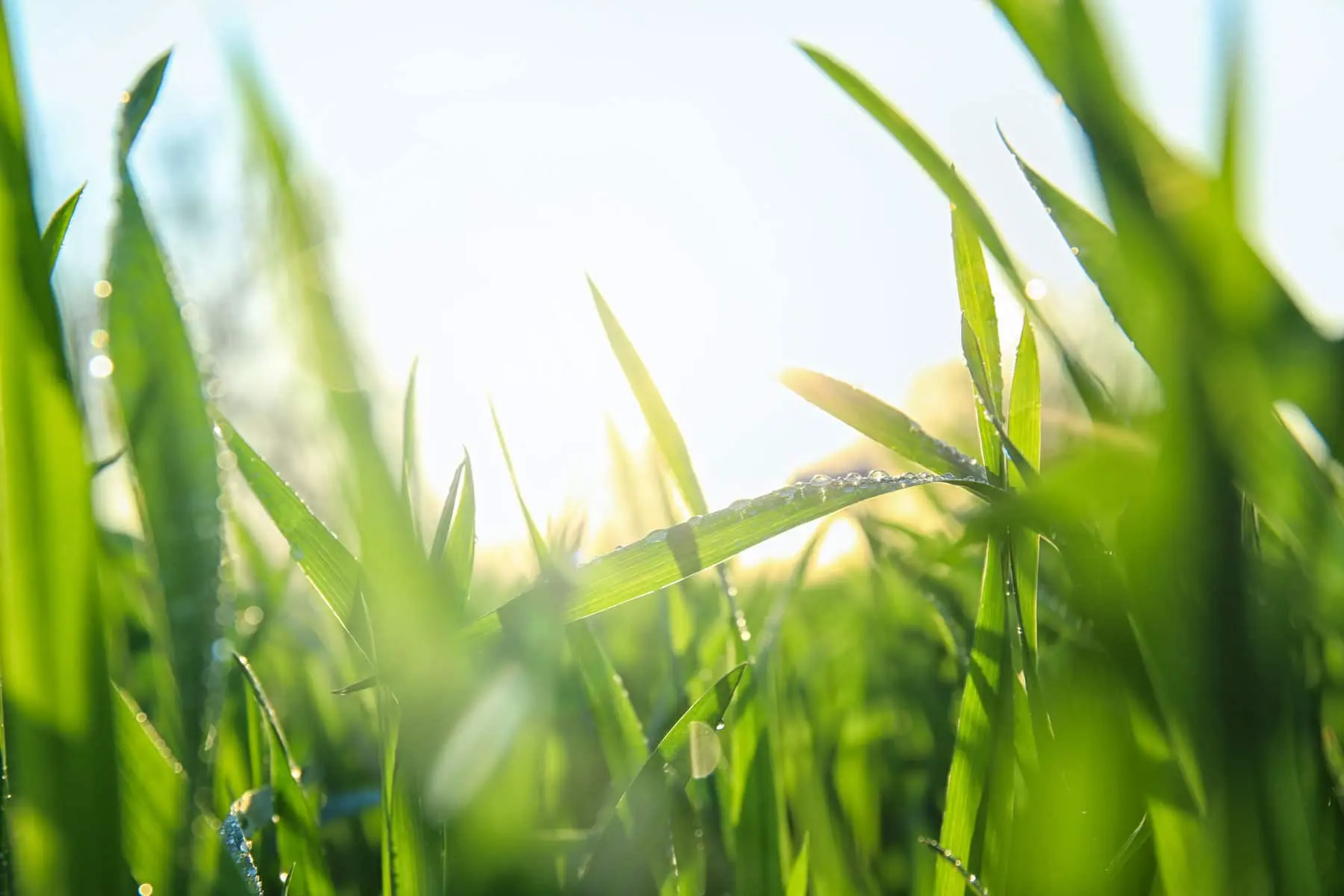 grass-closeup-web